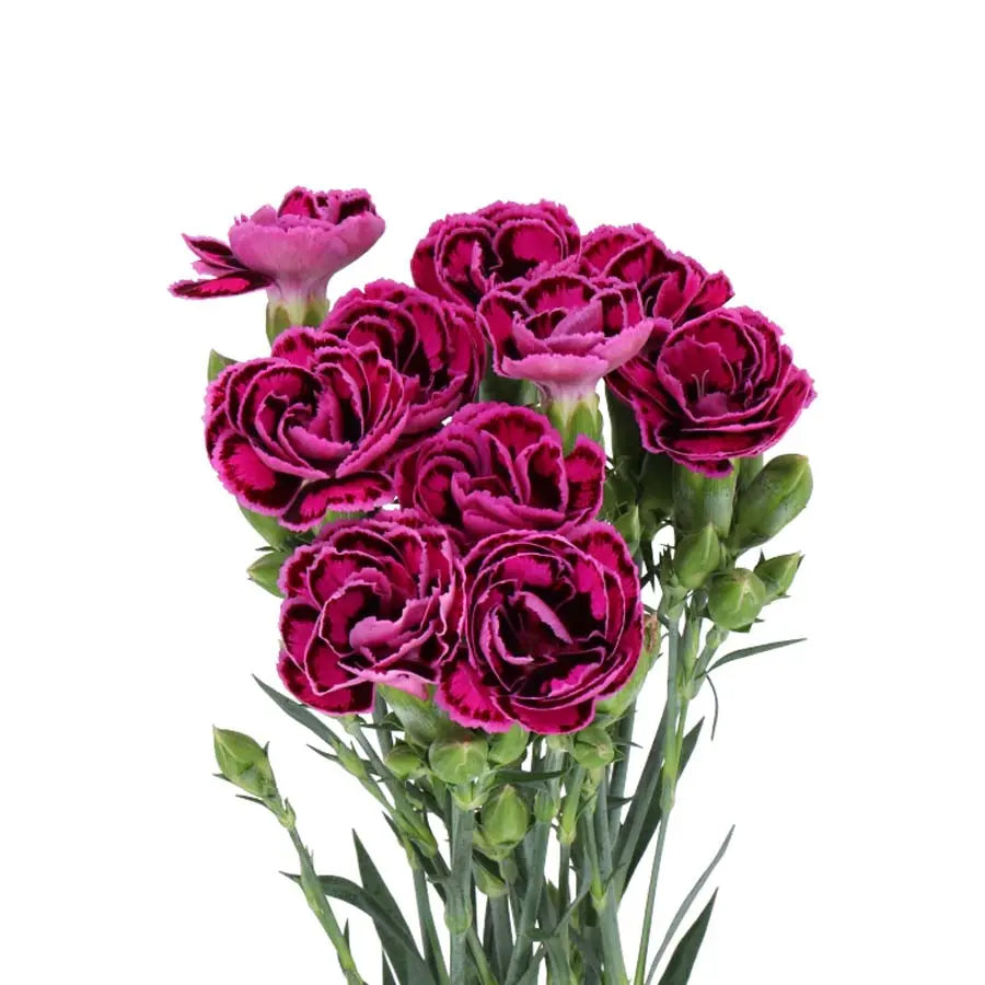 Dianthus Spray Tropic Butterfly - 60 Stem Bunch Holex Dutch