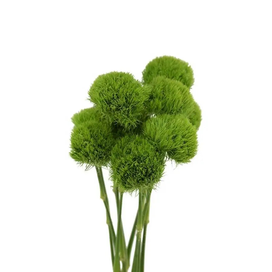Dianthus Barbatus Green Trick - 40 Stem Bunch