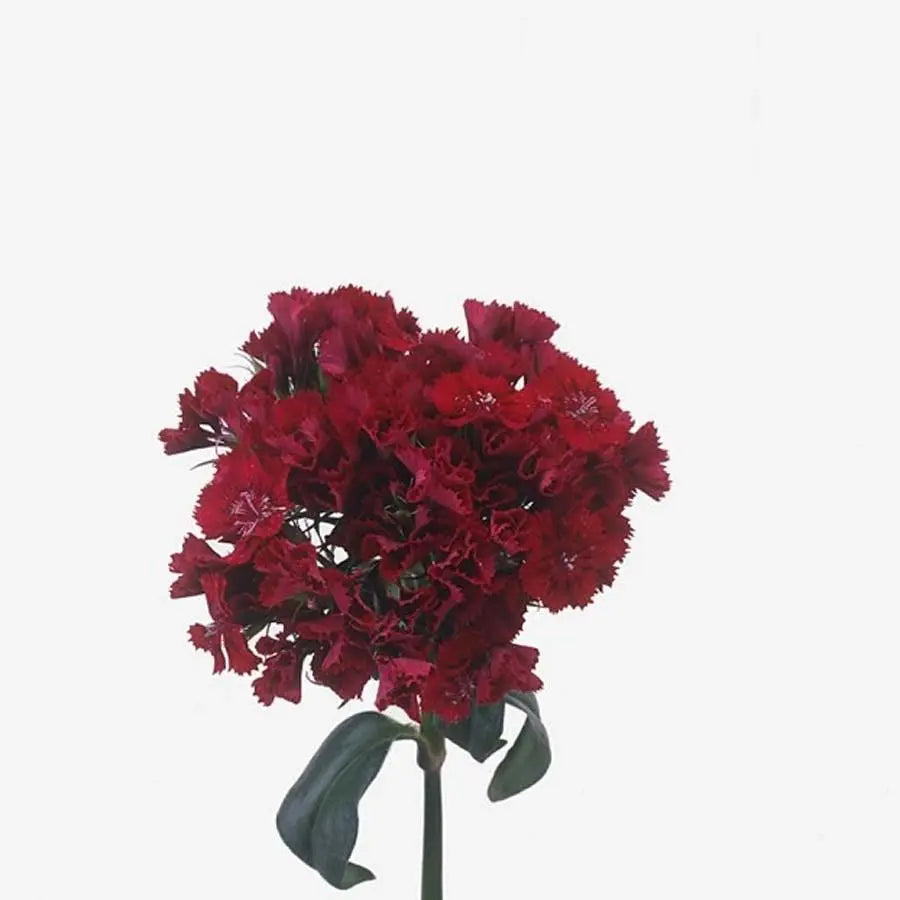 Dianthus Barbatus Sweet William Red - 50 Stem Bunch Holex Dutch