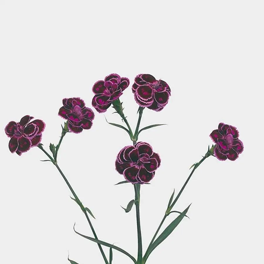 Dianthus Spray Tropic Butterfly - 60 Stem Bunch