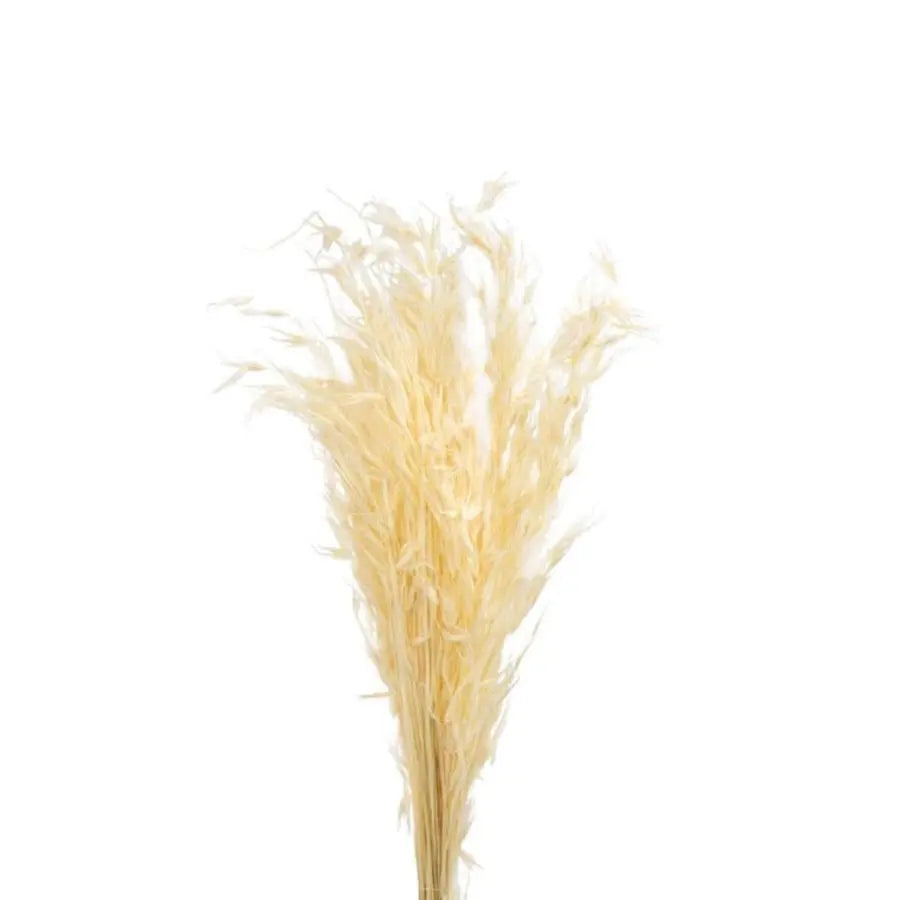 Dried Avena Bleached - 20 Bunches