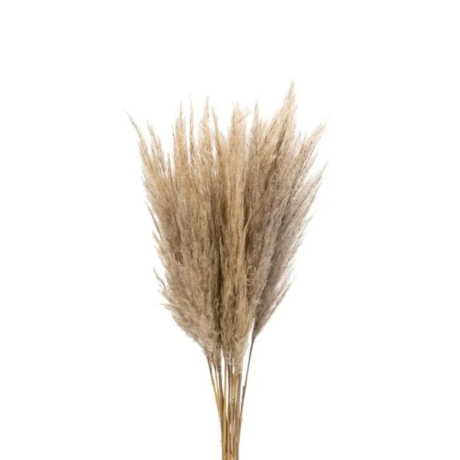 Dried Baby Pampas Grass - 100 Stem Box