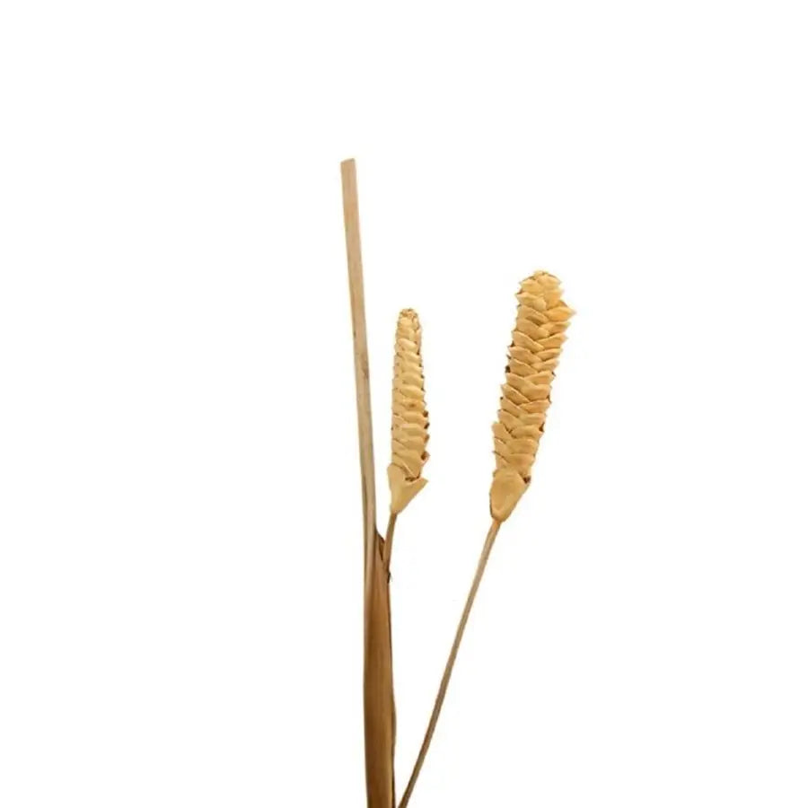 Dried Calathea Bleached - 12 Stems