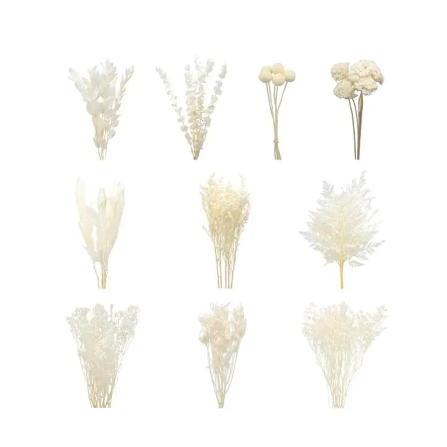 Dried Ecuadorian Bleached Box - 18  Bunches