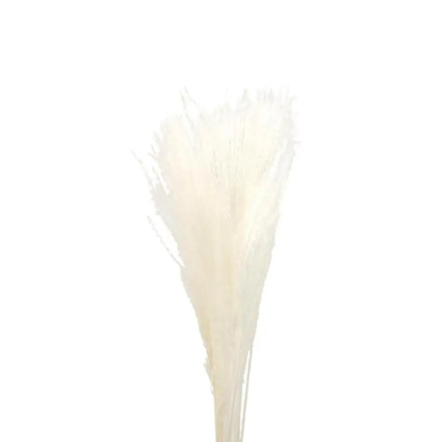 Dried Eulalia Bleached -  40 Bunches