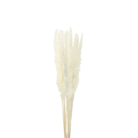 Dried Fluffy Reed Bleached - 40 Bunches - PetalDriven
