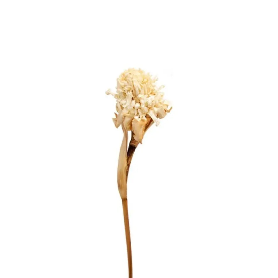 Dried Ginger Torch Bleached - 15 Stems