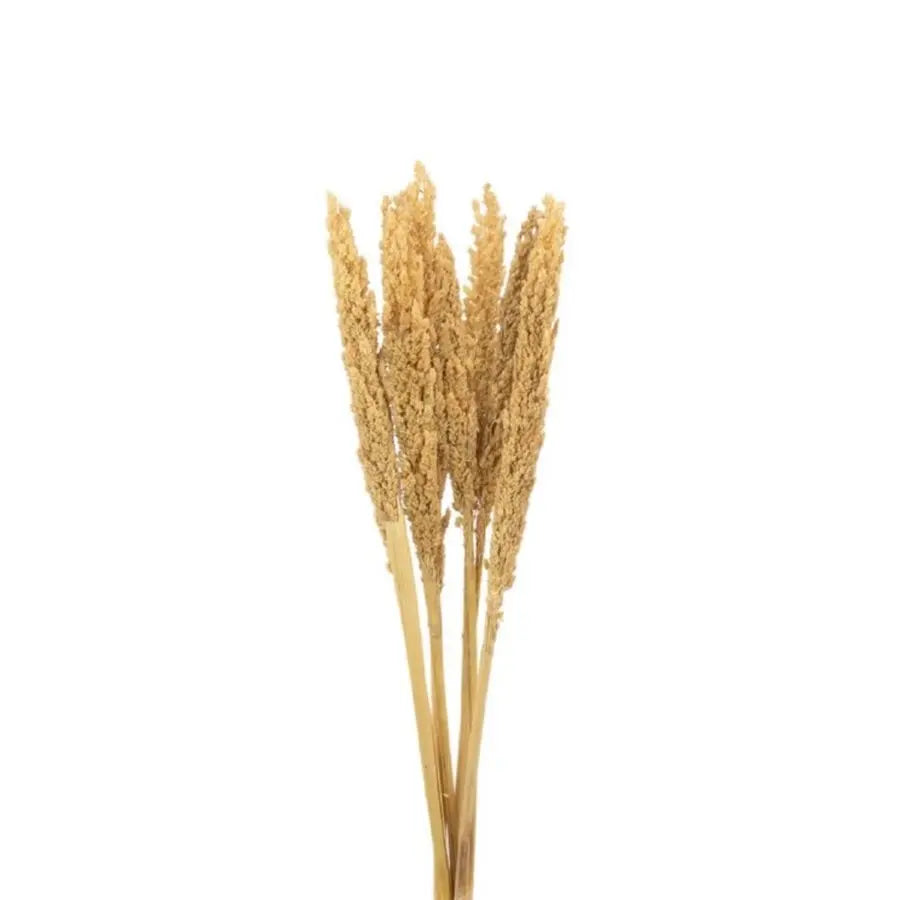 Dried Gorso Bleached - 50 Stems
