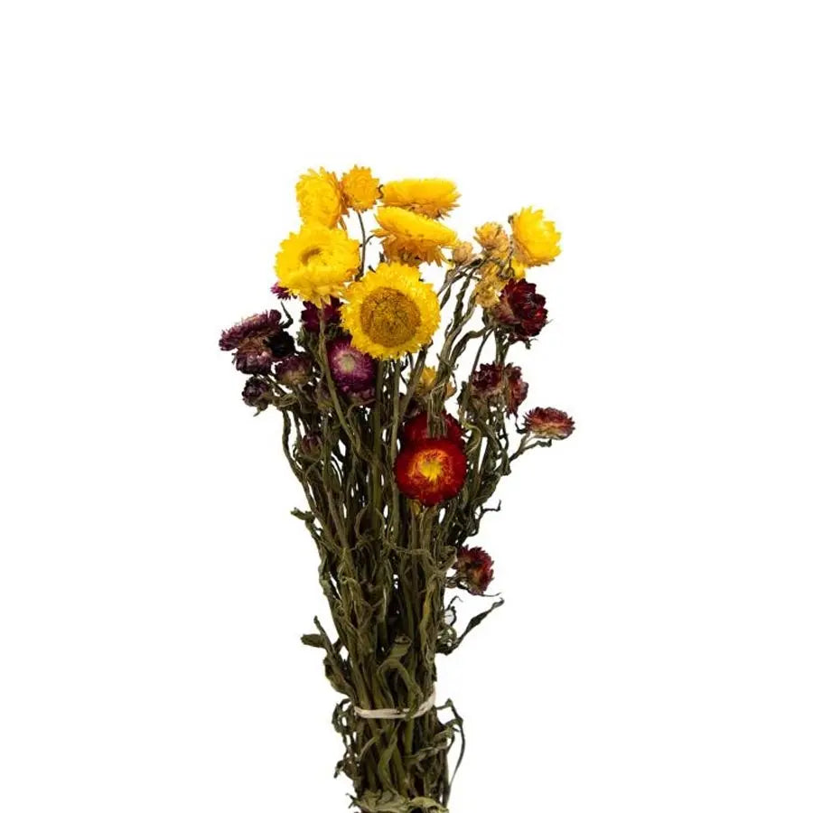 Dried Helichrysum Assorted - 30 Bunches