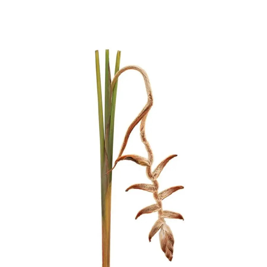 Dried Heliconia She Kong - 10 Stems