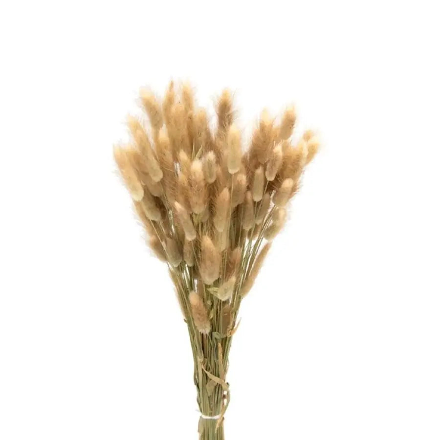 Dried Bunny Tail Grass (Lagurus) Natural