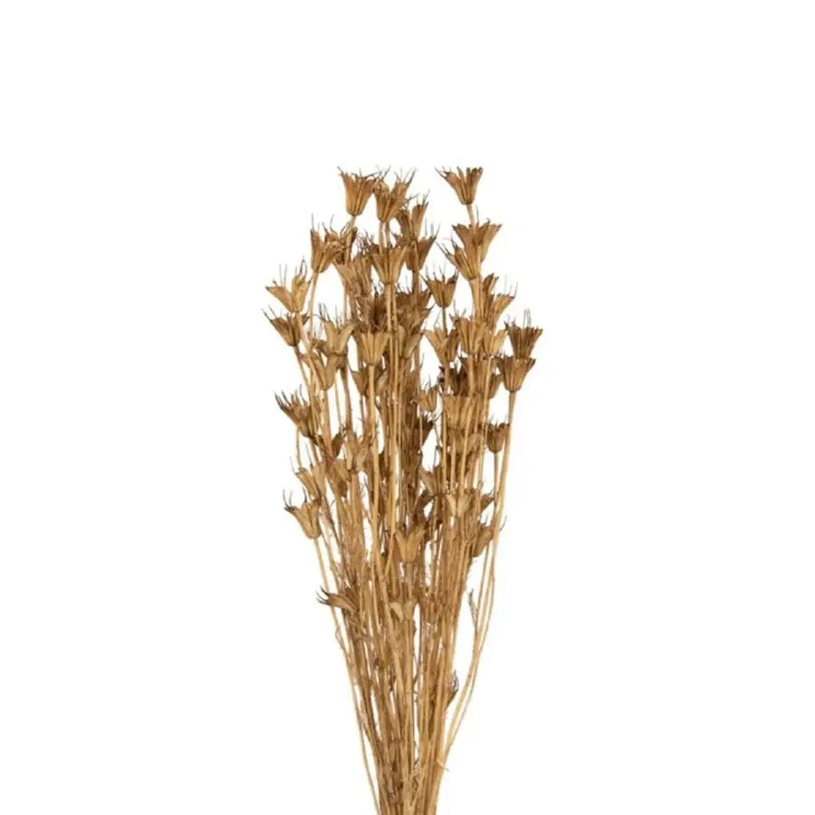 Dried Nigella - 25 Bunches