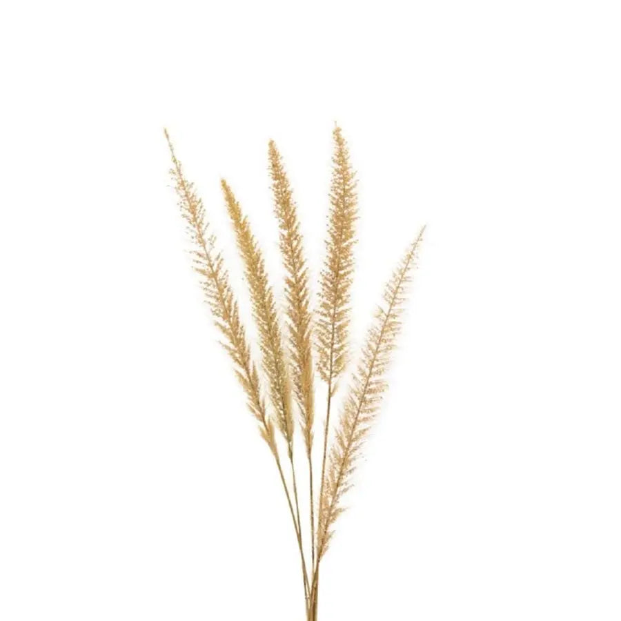 Dried Pennisettum - 200 Stems