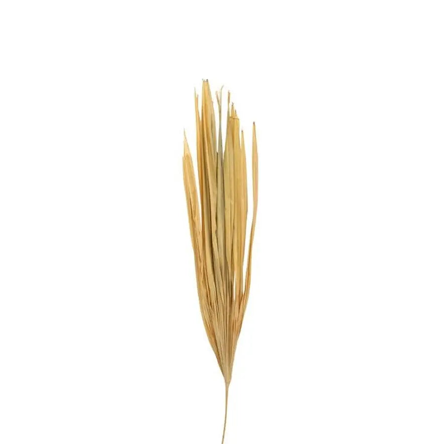 Dried Raphis Bleached - 30 Stem Box