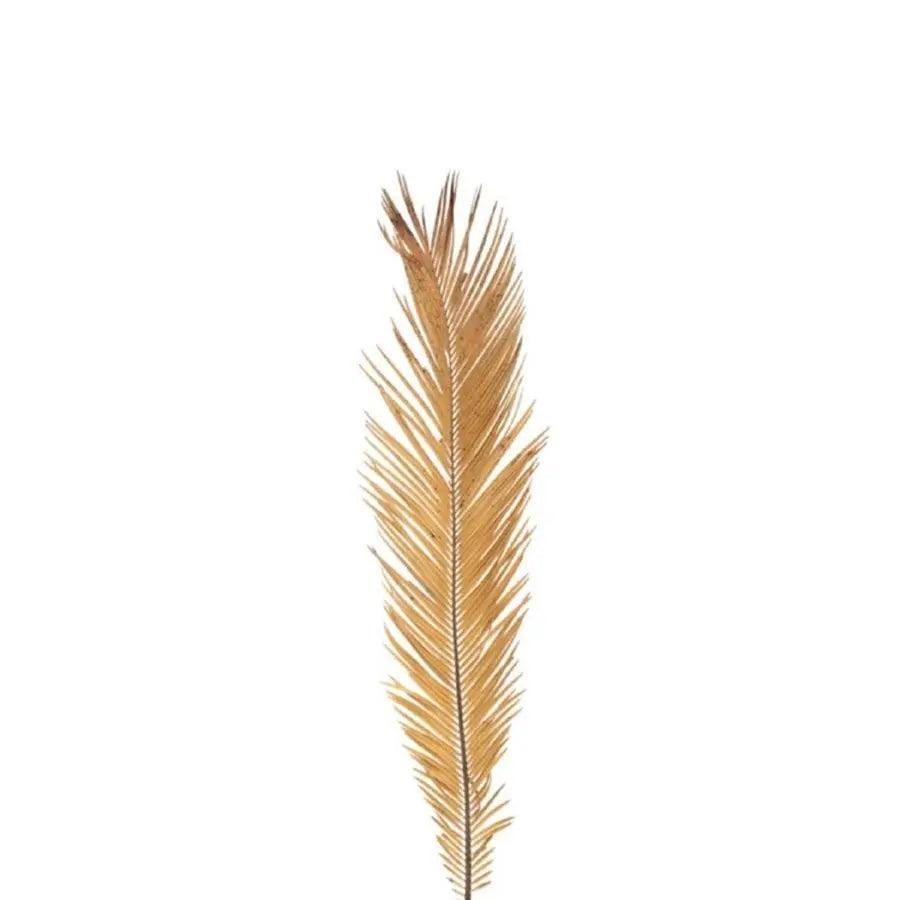 Dried Sago Palm Bleached - 30 Stem Box