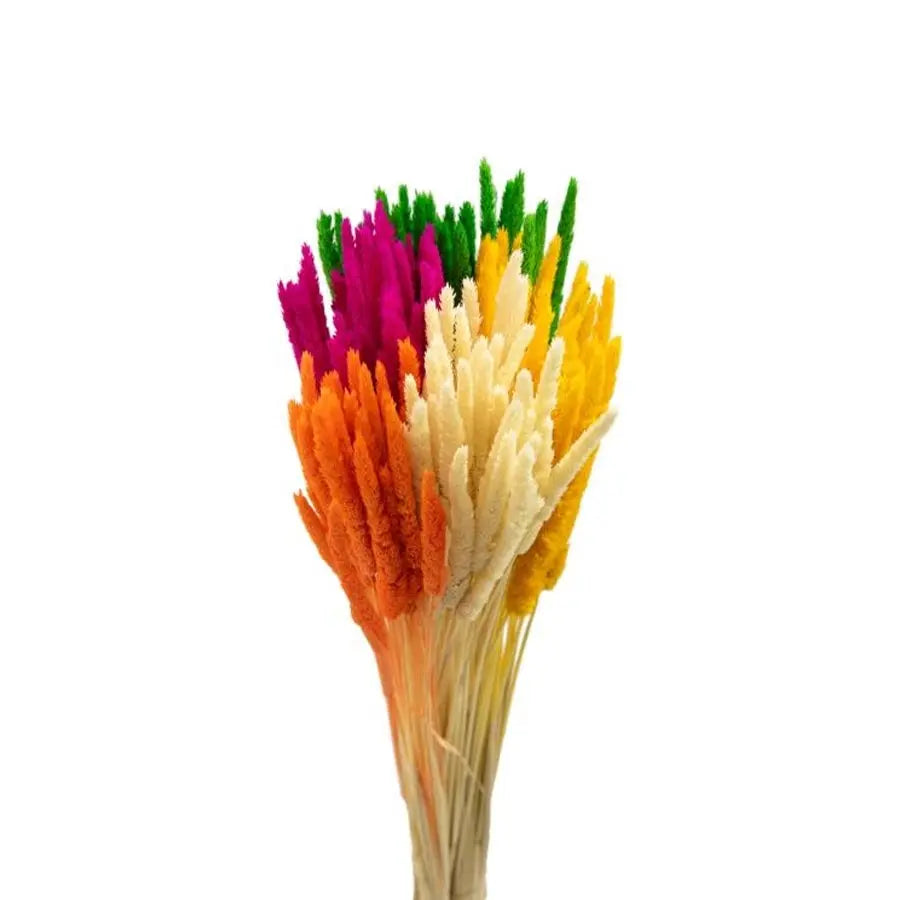 Dried Typha Assorted Colors - 25 Bunches - PetalDriven
