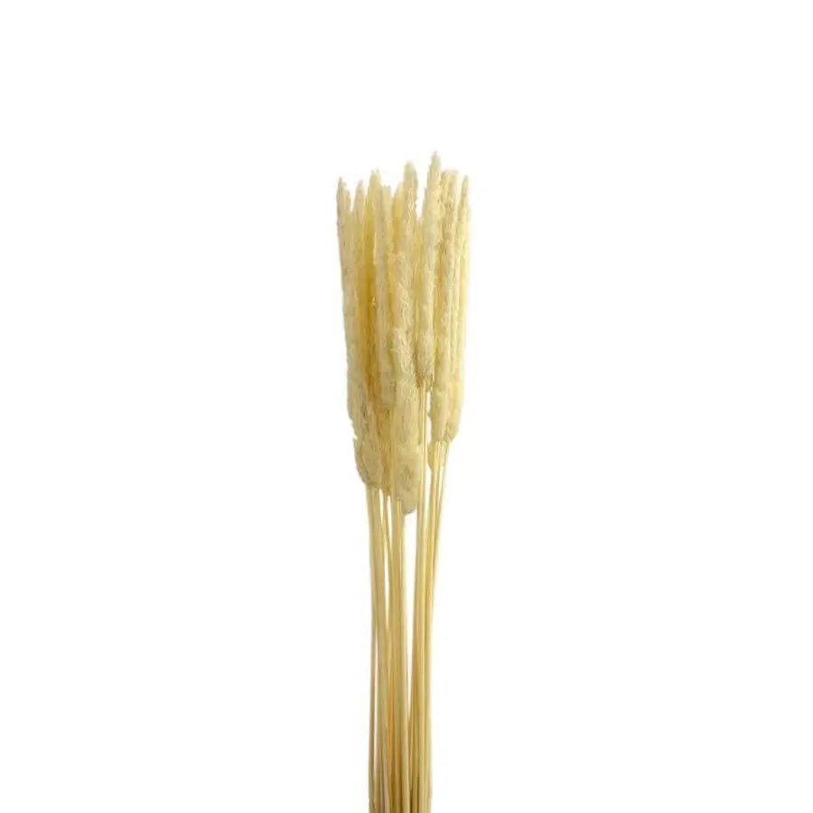 Dried Typha Bleached - 25 Bunches