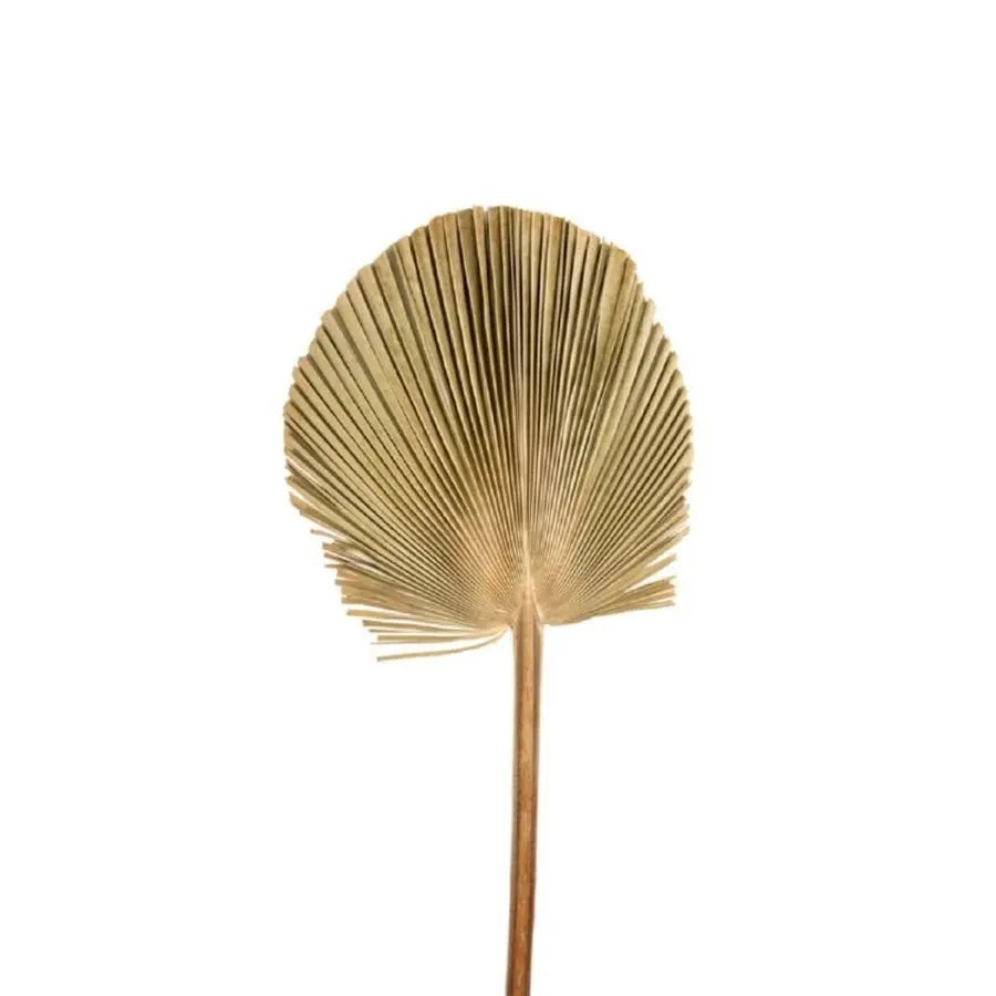 Dried Washingtonian Palm Round - 12 Stem Box