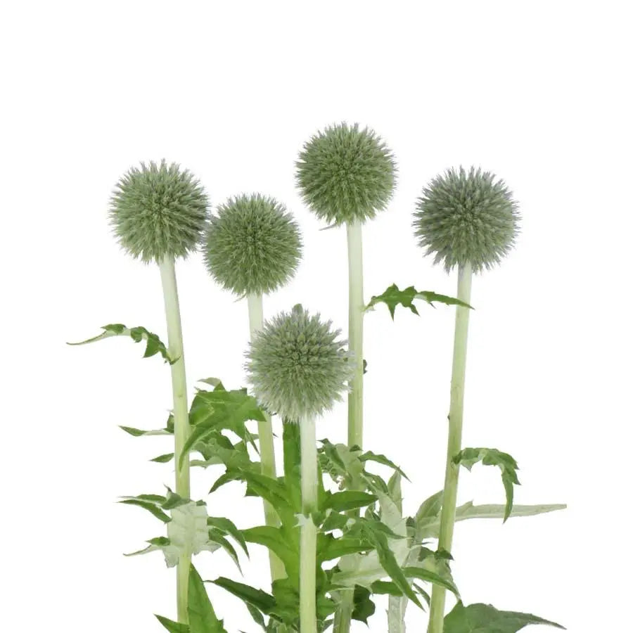 Echinops Bannaticus Blue Globe - 20 Stems