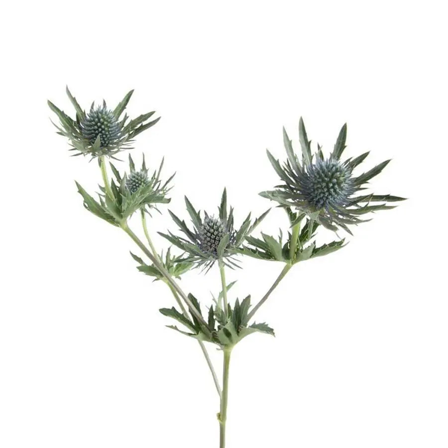 Eryngium (Thistle) Aquarius Qstar - 30 Stem Bunch Holex Dutch
