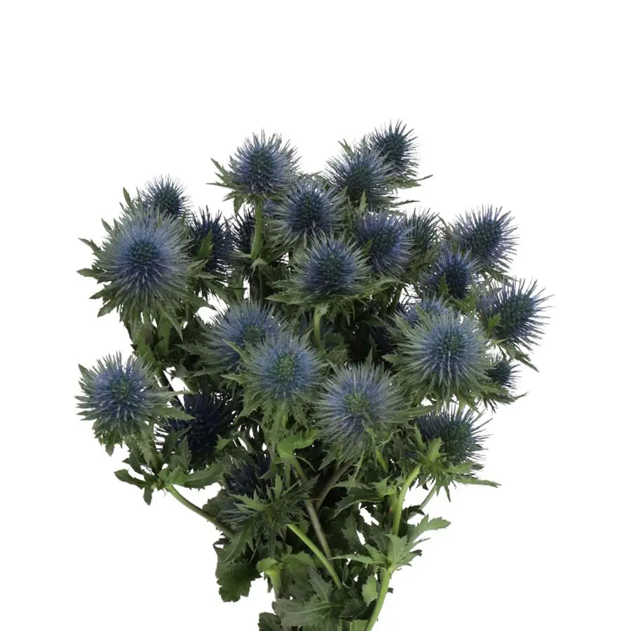 Eryngium (Thistle) Magnetar Qstar - 30 Stem Bunch Holex Dutch