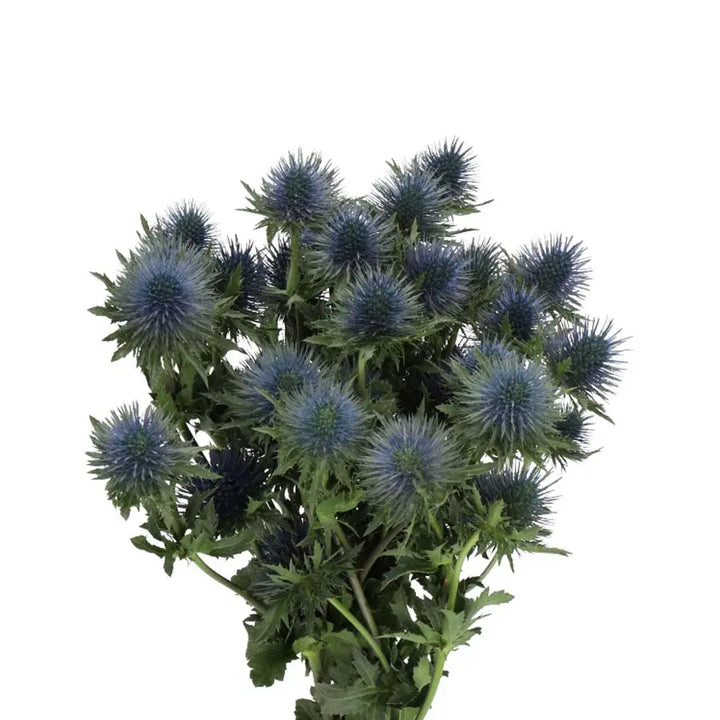 Eryngium (Thistle) Magnetar Qstar - 30 Stem Bunch Holex Dutch