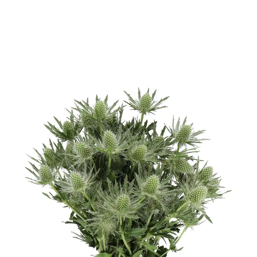 Eryngium (Thistle) Sirius Qstar - 30 Stem Bunch Holex Dutch