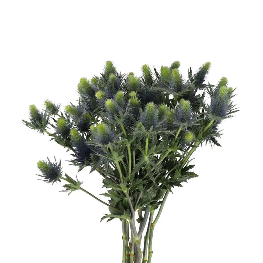 Eryngium (Thistle) Supernova - 30 Stem Bunch Holex Dutch
