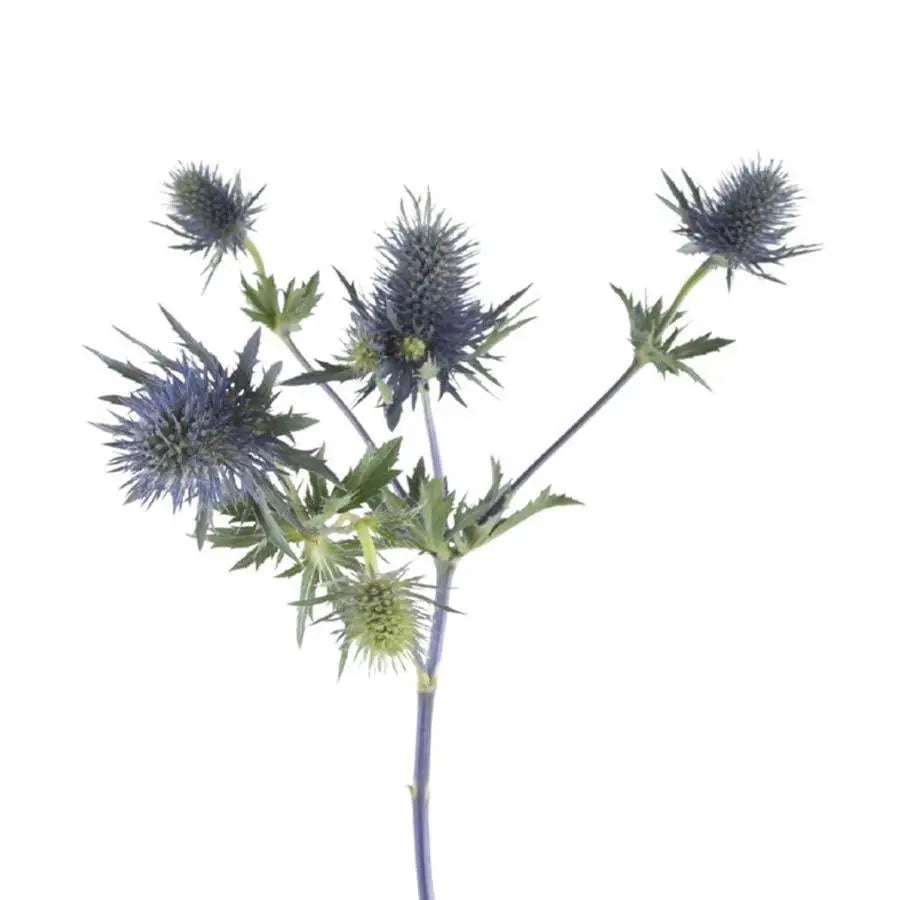 Eryngium (Thistle) Magnetar Qstar - 30 Stem Bunch