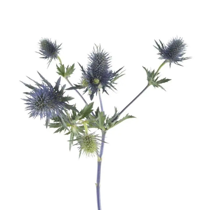 Eryngium (Thistle) Magnetar Qstar - 30 Stem Bunch