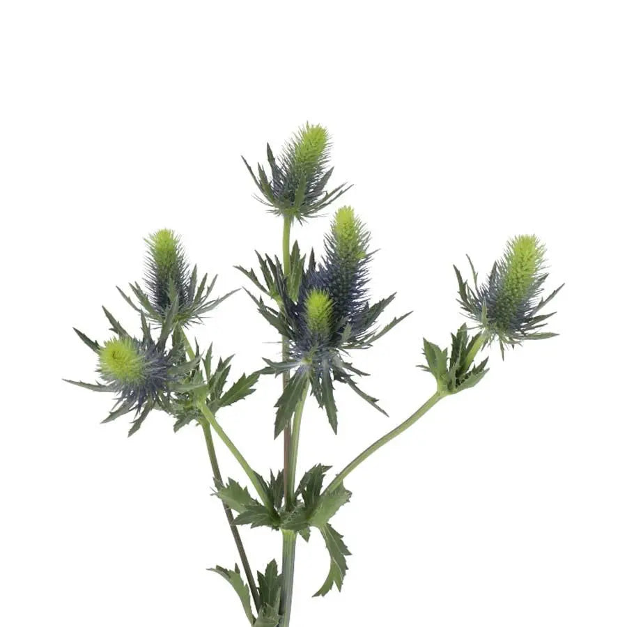 Eryngium (Thistle) Supernova - 30 Stem Bunch