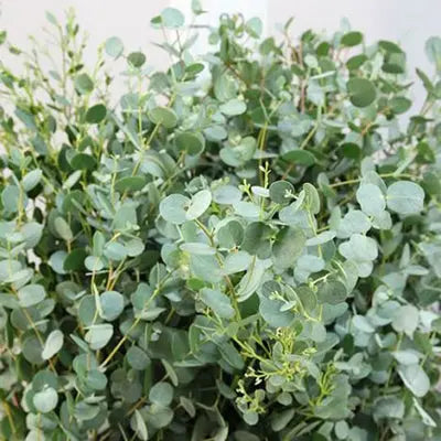 Gunni Eucalyptus Bunch