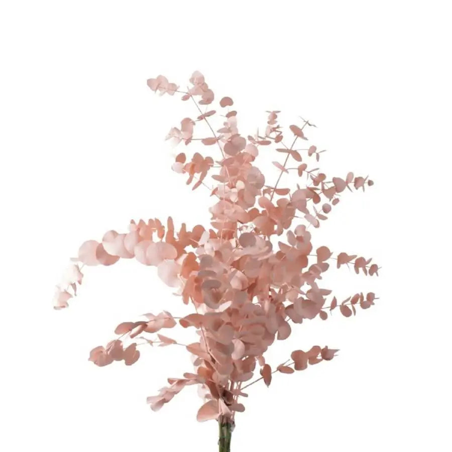 Eucalyptus Cinerea Painted - 5 Bunches Holex Dutch
