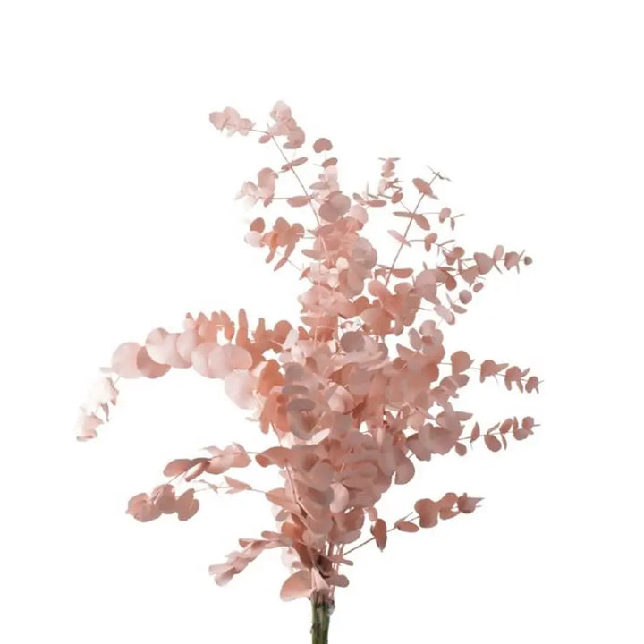 Eucalyptus Cinerea Painted - 5 Bunches Holex Dutch