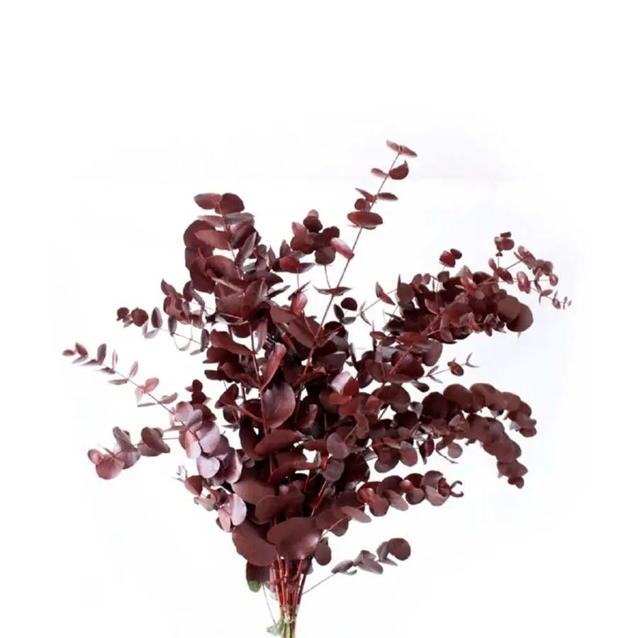 Eucalyptus Cinerea Painted - 5 Bunches Holex Dutch