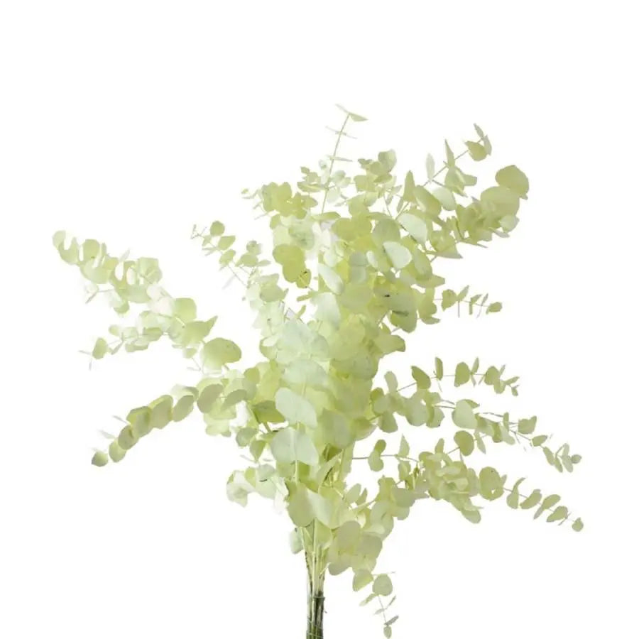 Eucalyptus Cinerea Painted - 5 Bunches Holex Dutch