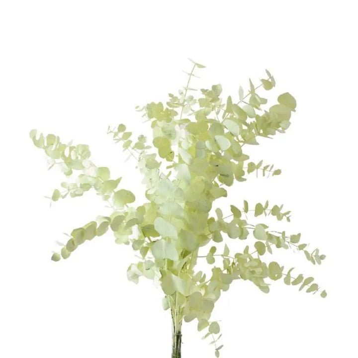Eucalyptus Cinerea Painted - 5 Bunches Holex Dutch
