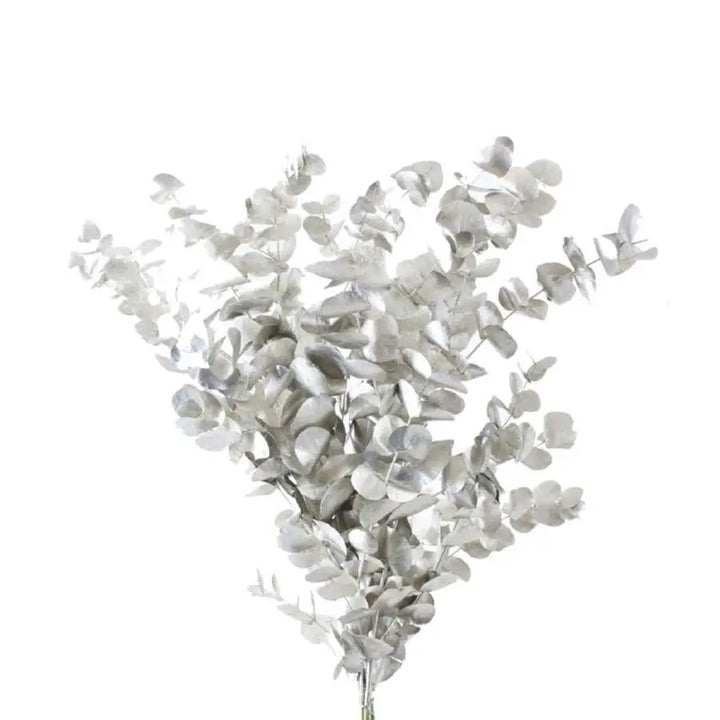 Eucalyptus Cinerea Painted - 5 Bunches Holex Dutch