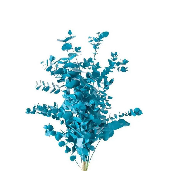 Eucalyptus Cinerea Painted - 5 Bunches Holex Dutch