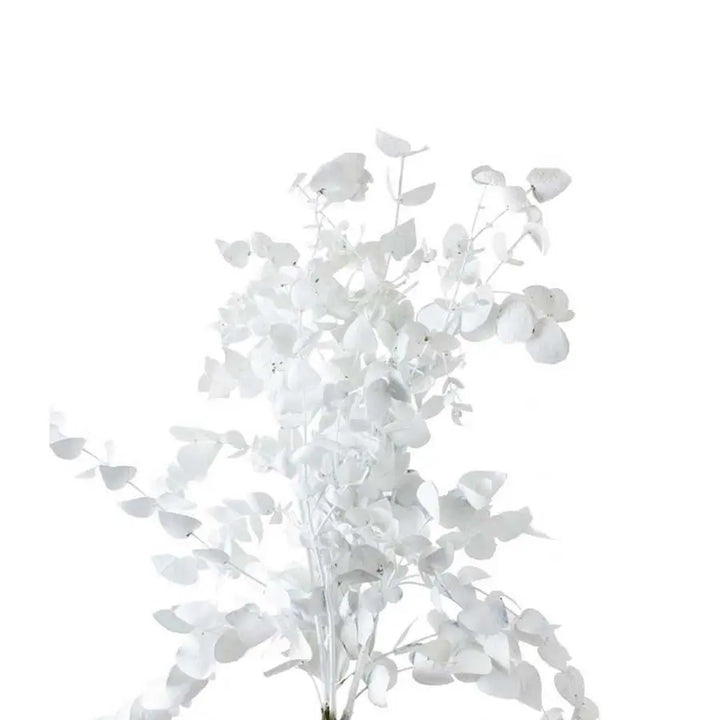 Eucalyptus Cinerea Painted - 5 Bunches Holex Dutch
