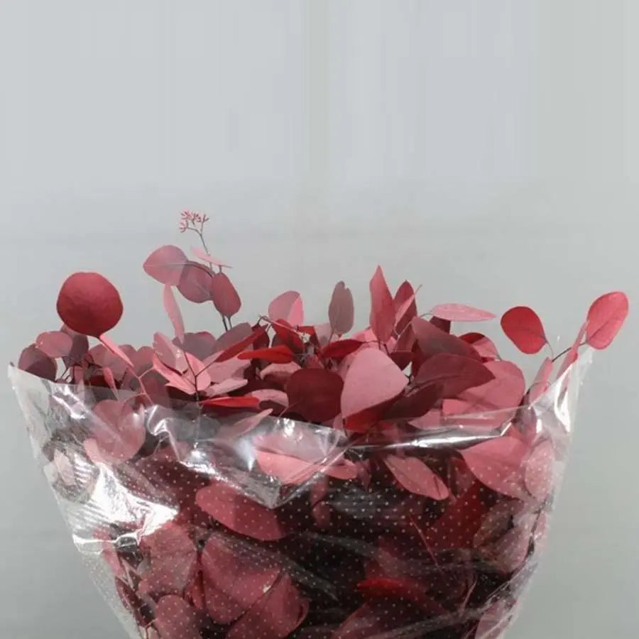 Eucalyptus Silver Dollar Preserved - 5 Bunches