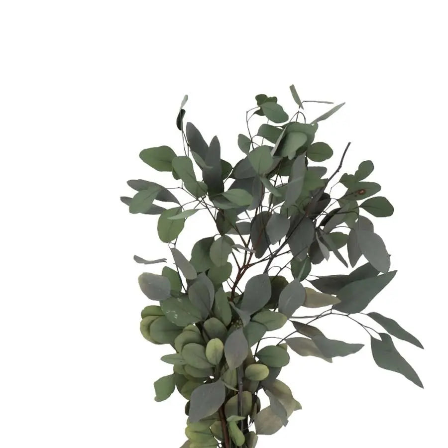Eucalyptus Silver Dollar Preserved - 5 Bunches