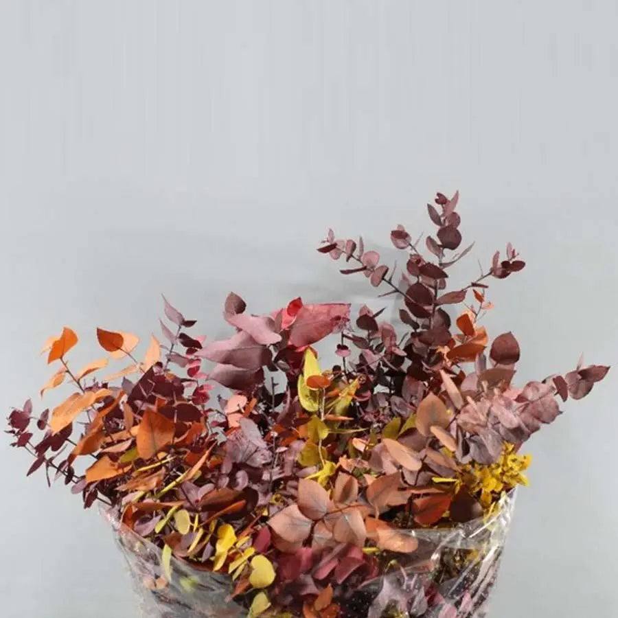 Eucalyptus Stuartiana Autumn Preserved - 5 Bunches