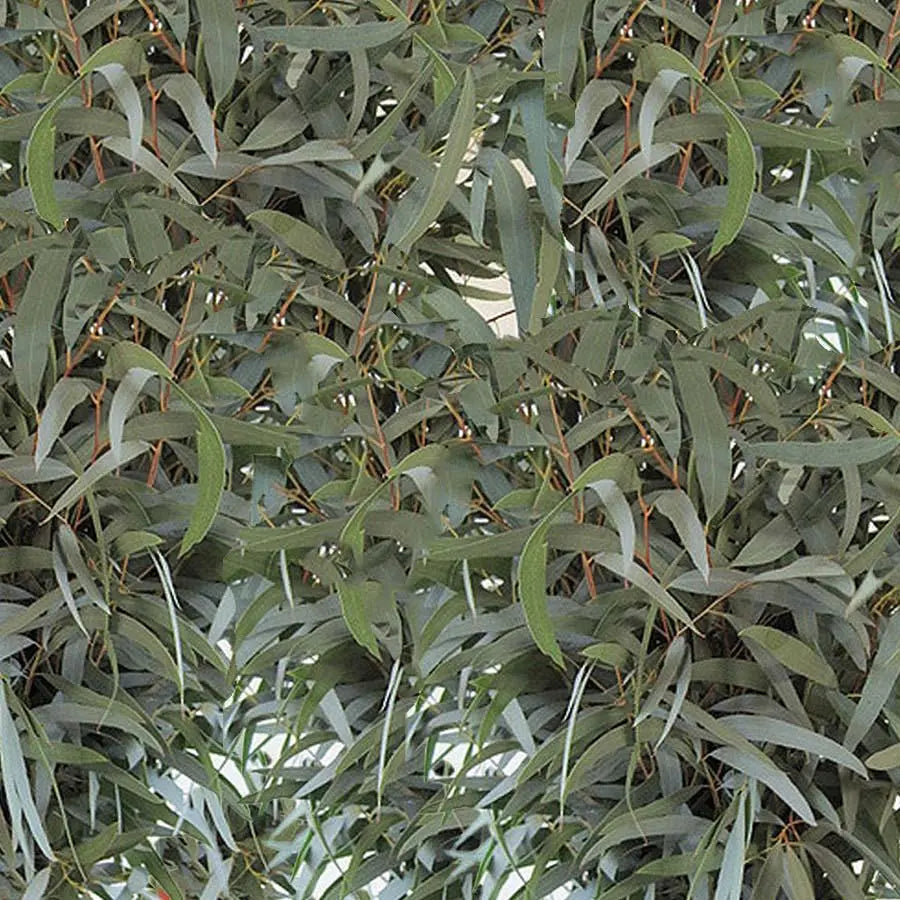 Feathered Eucalyptus Bunch