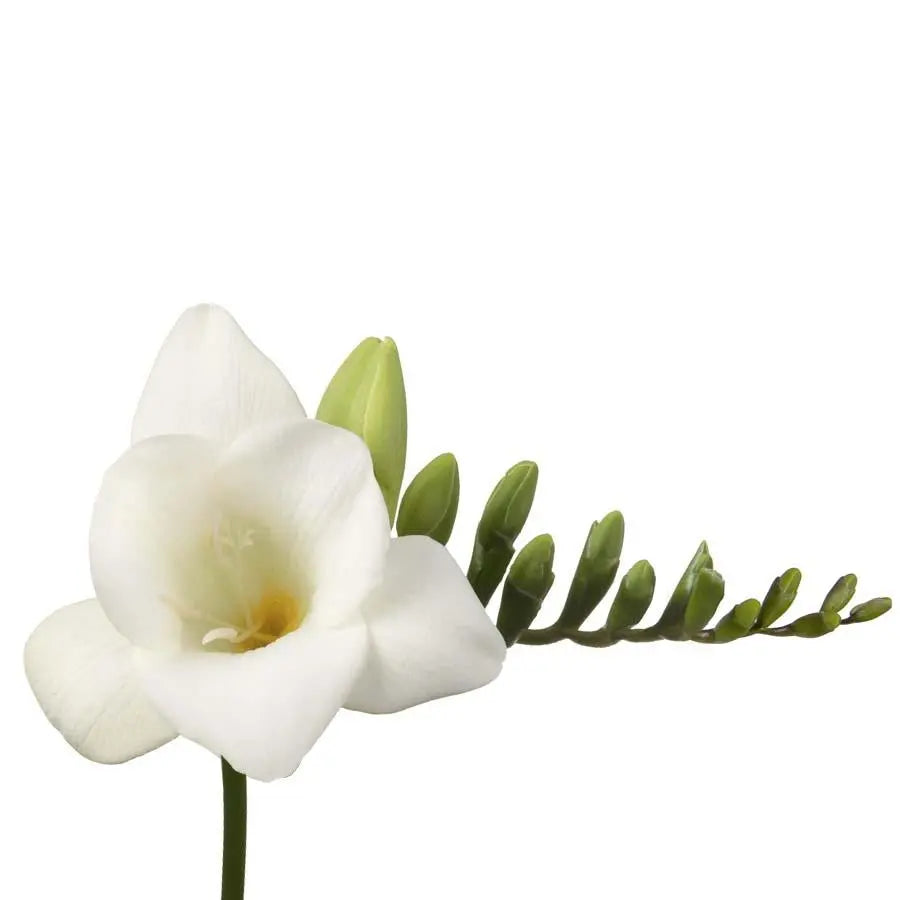 Freesia - White - 50 Stem Bunch