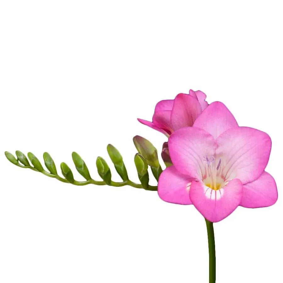 Freesia - Pink - 50 Stem Bunch