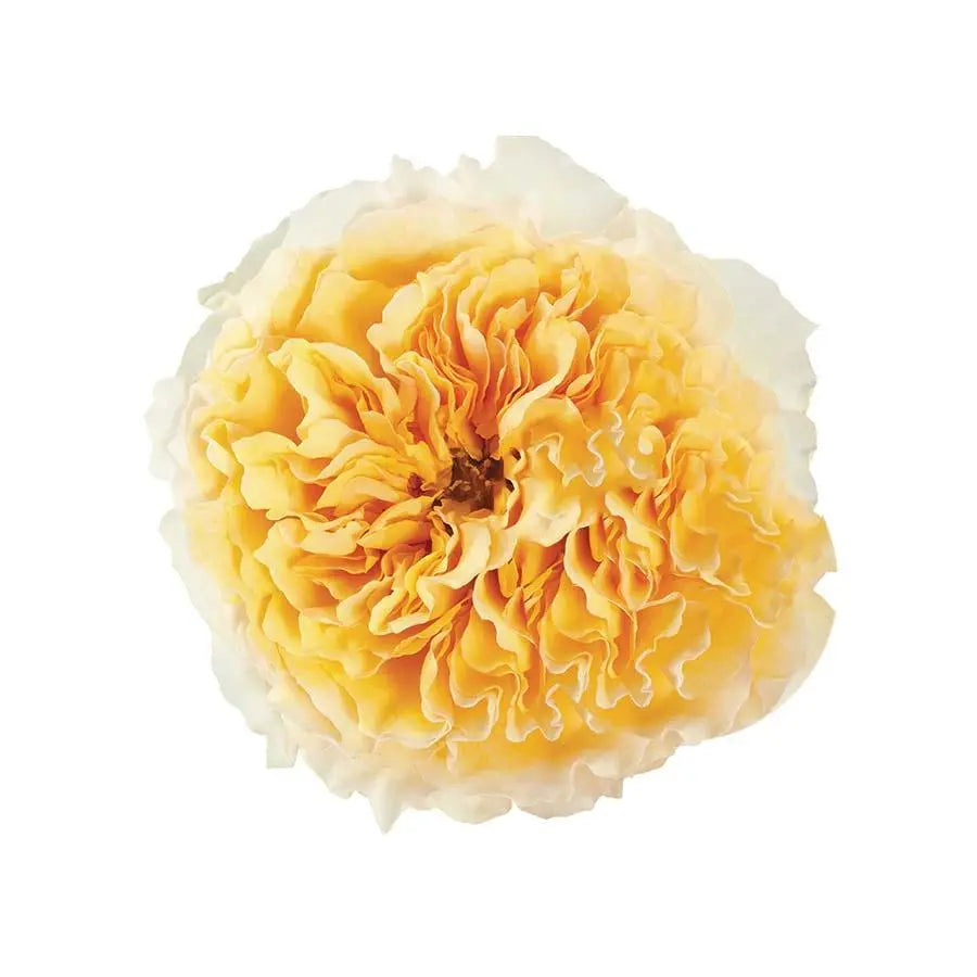 Garden Rose Beatrice (David Austin) - 48 Stem Bunch
