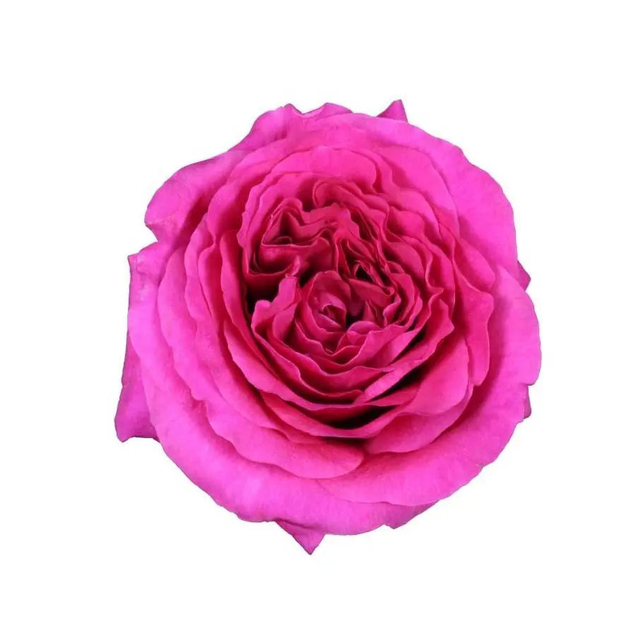 Garden Rose Capability (David Austin) - 48 Stem Bunch