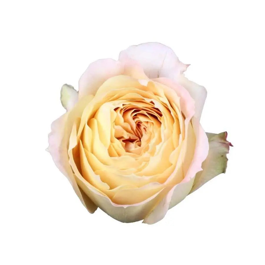 Garden Rose Caramel Antique - 48 Stem Bunch