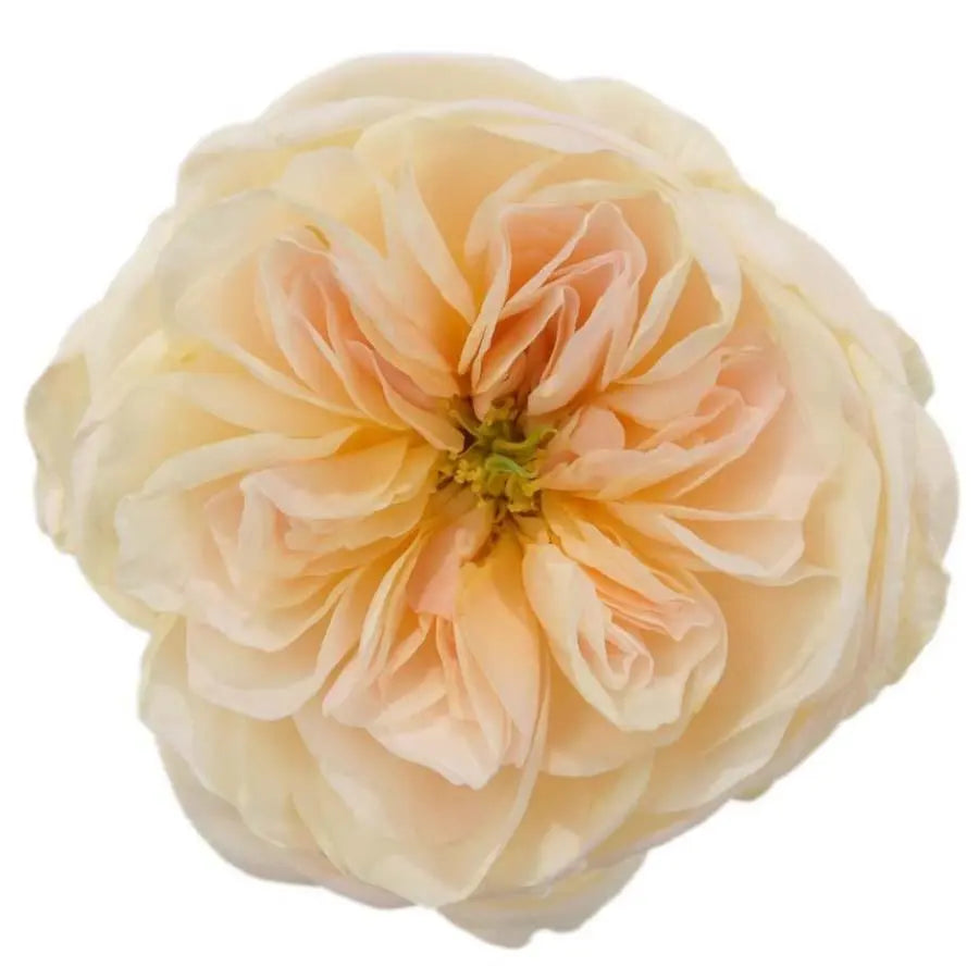 Garden Rose Charity (David Austin) - 48 Stem Bunch